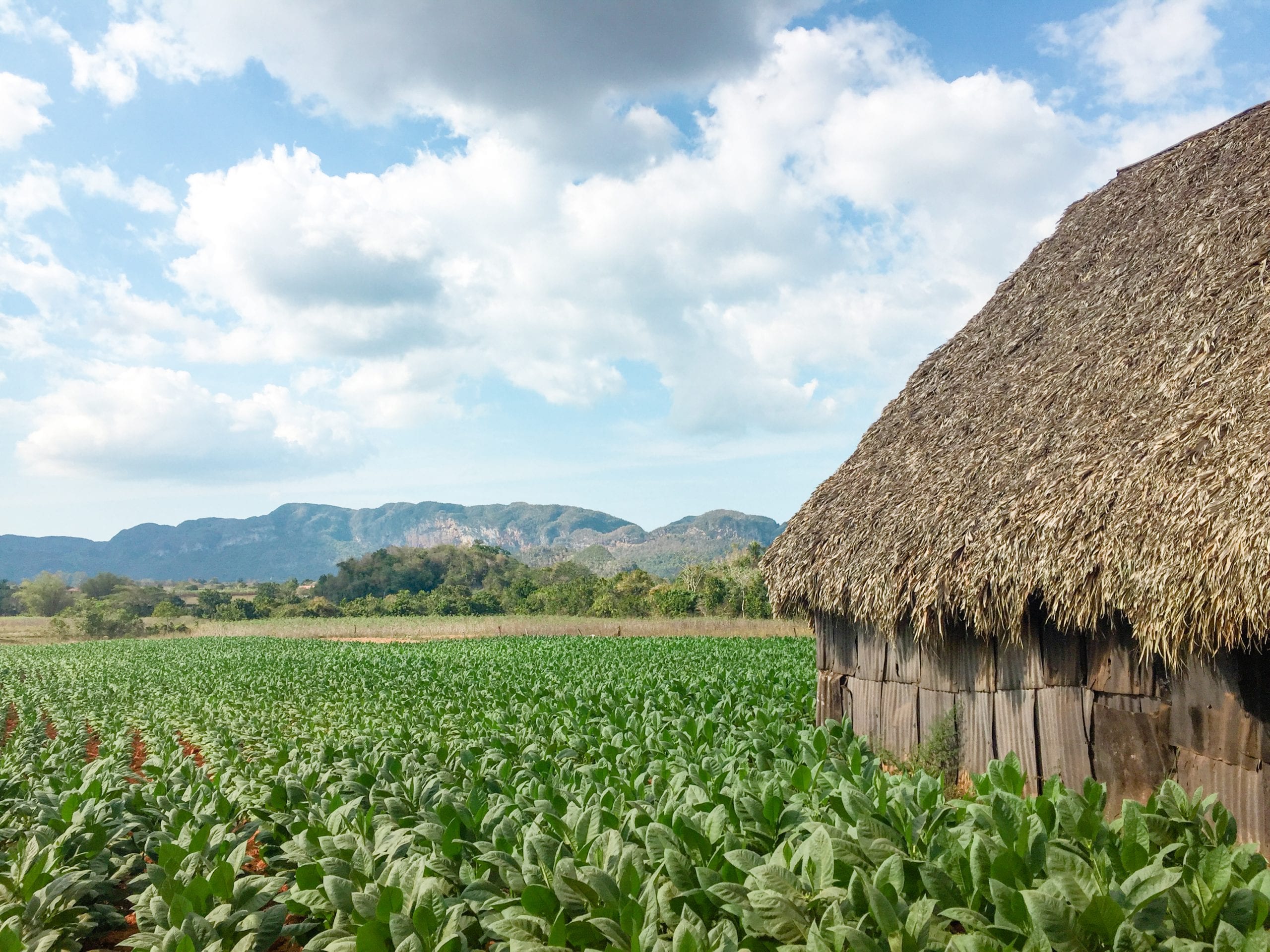 Kuba Pferde Vinales Pinar del Rio Reisebericht Rundreise